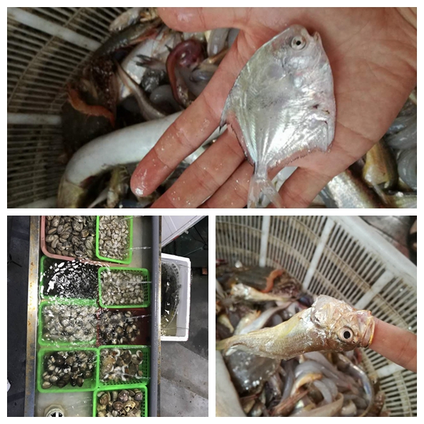 1502765628634063ntFb.jpg 光影魔术手拼图22.jpg